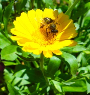 Fiore con ape